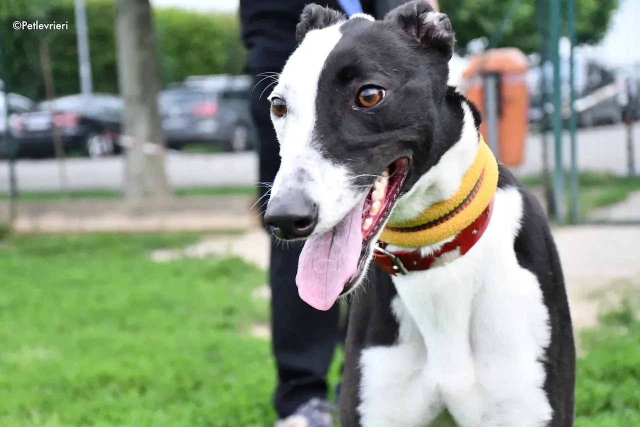 greyhound adoption day 30 maggio 9