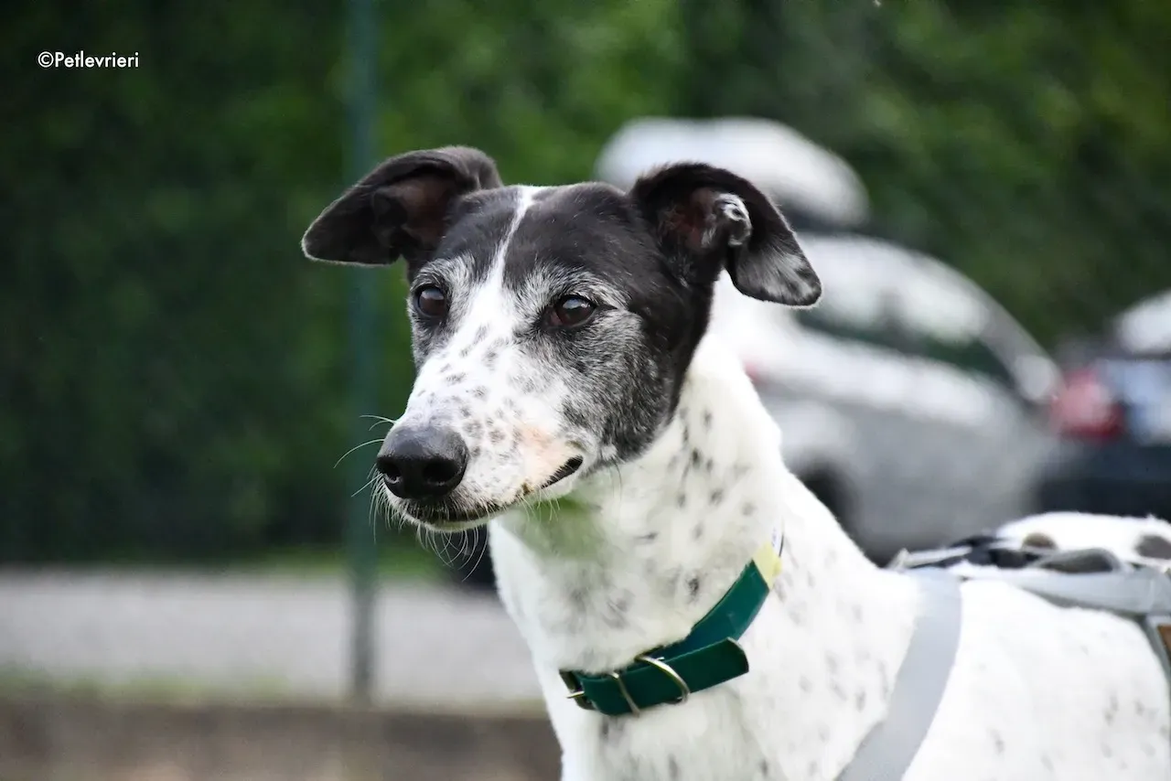 greyhound adoption day 30 maggio 90