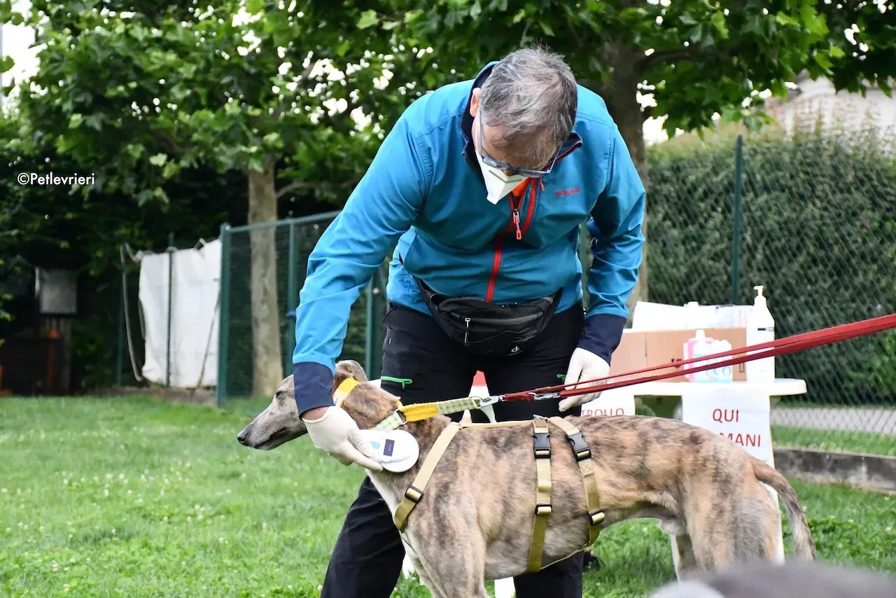 greyhound adoption day 30 maggio 91
