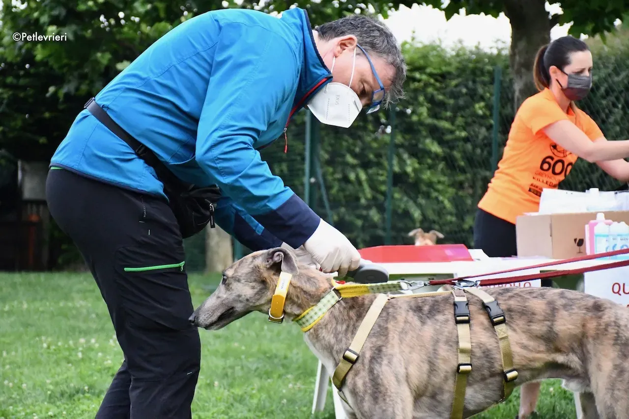 greyhound adoption day 30 maggio 92