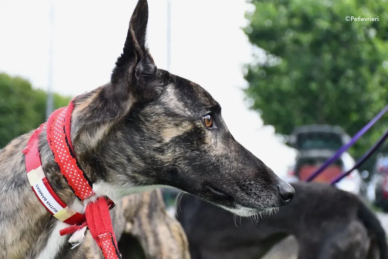 greyhound adoption day 30 maggio 93