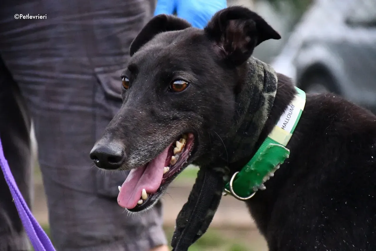 greyhound adoption day 30 maggio 94