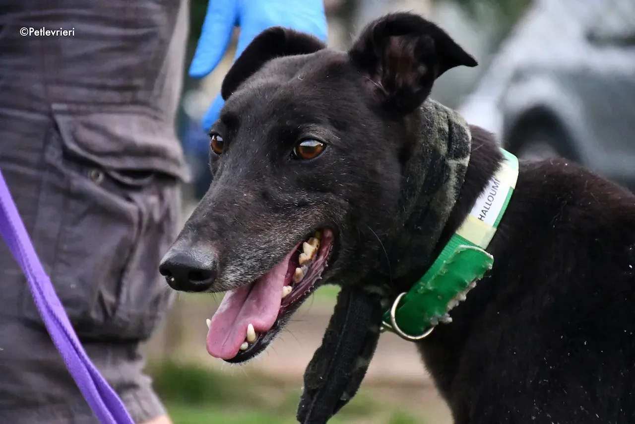 greyhound adoption day 30 maggio 95