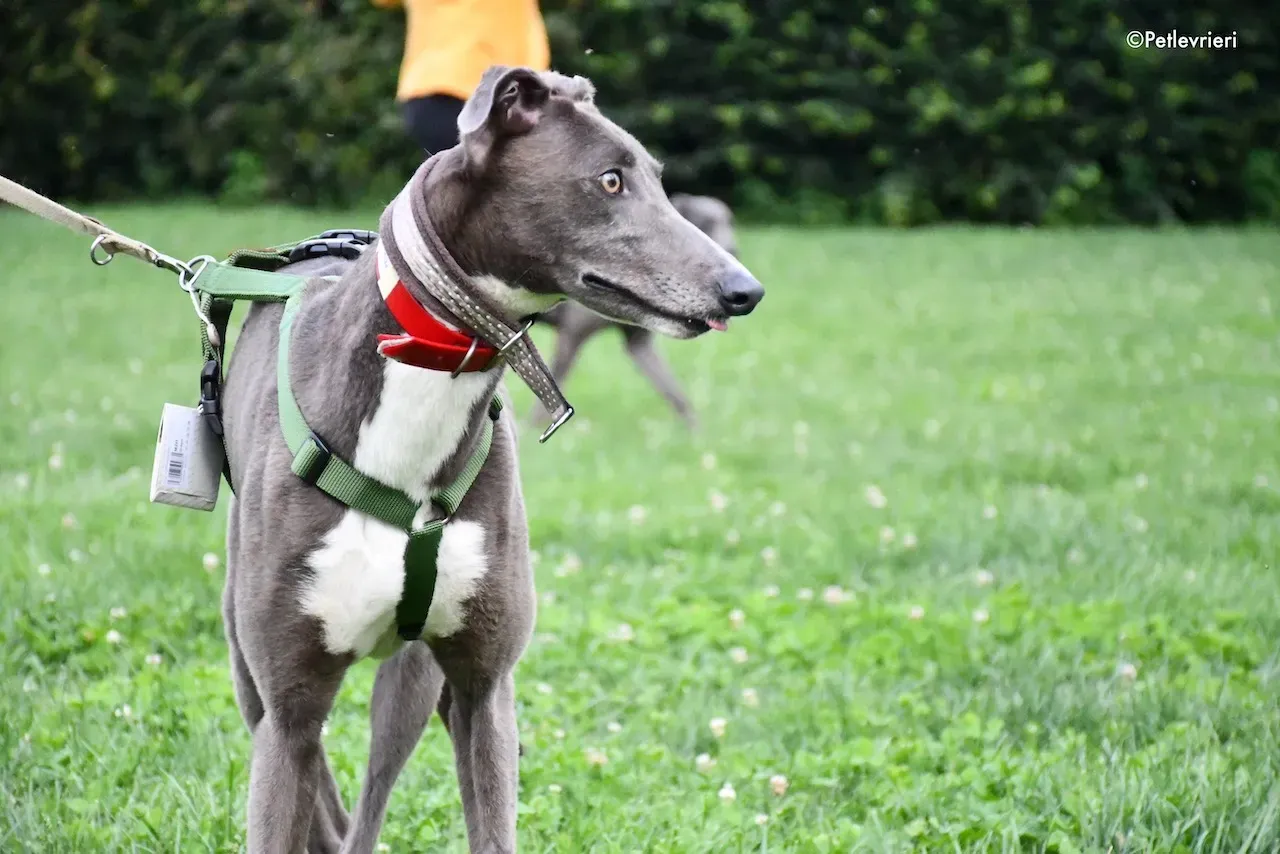 greyhound adoption day 30 maggio 96