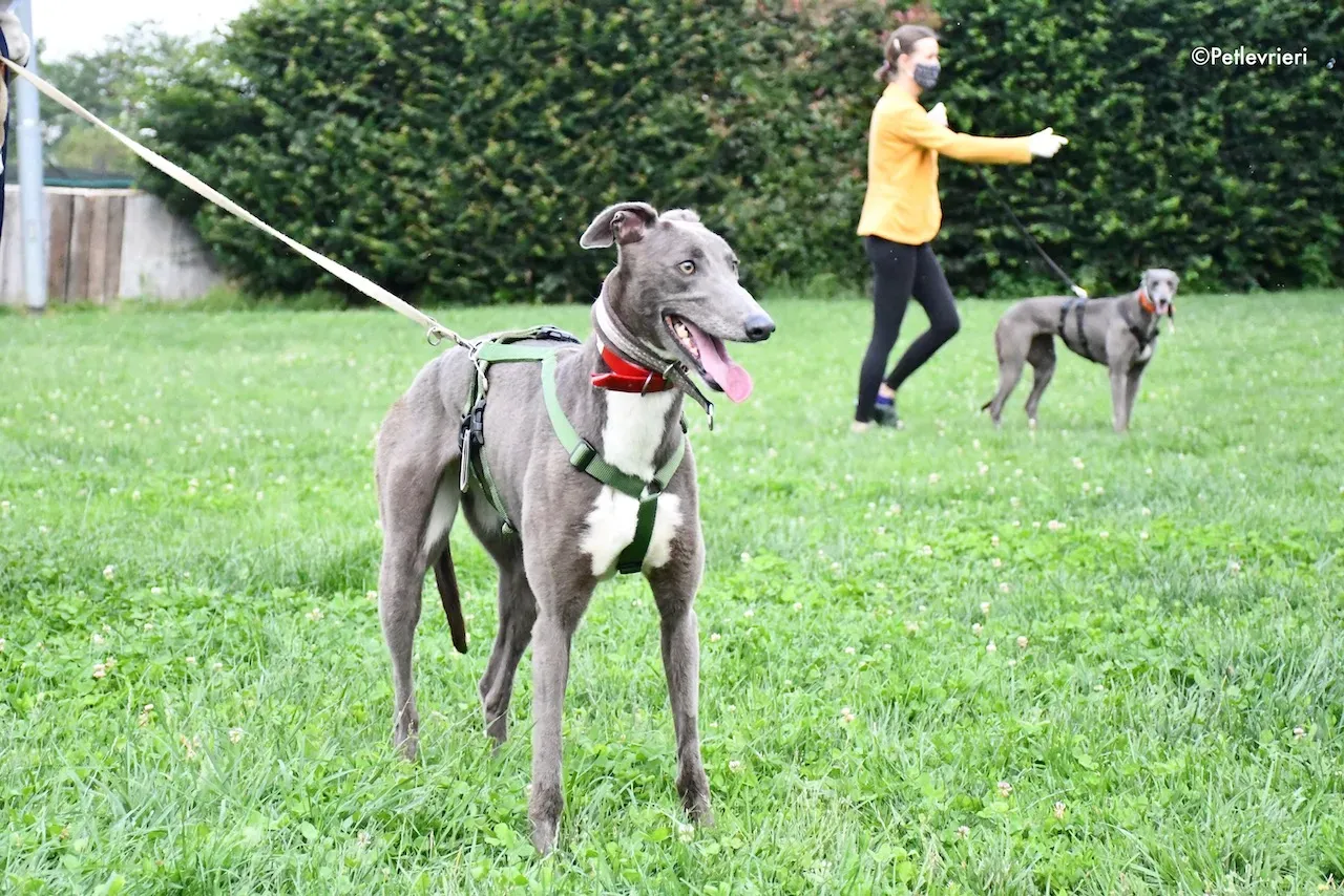 greyhound adoption day 30 maggio 97