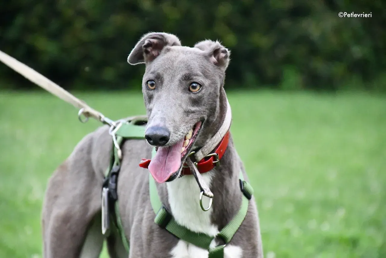 greyhound adoption day 30 maggio 98