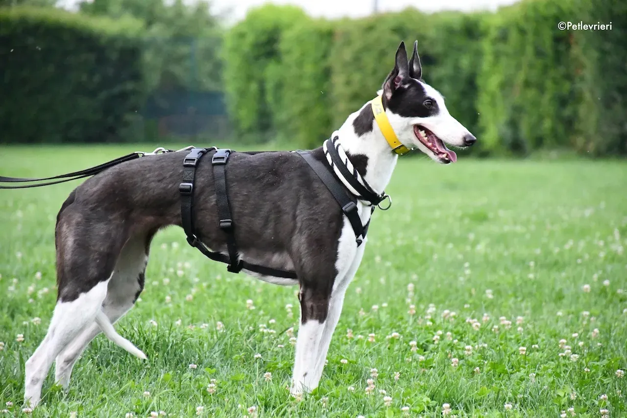 greyhound adoption day 30 maggio 99