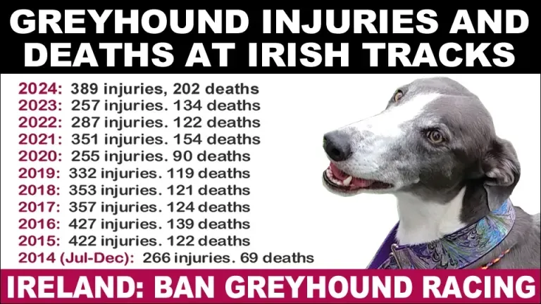 greyhound injuries and deaths 2014 to 2024