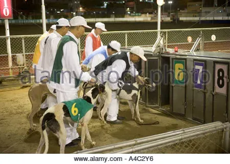 greyhound racing stadium canidrome macau a4c2y6