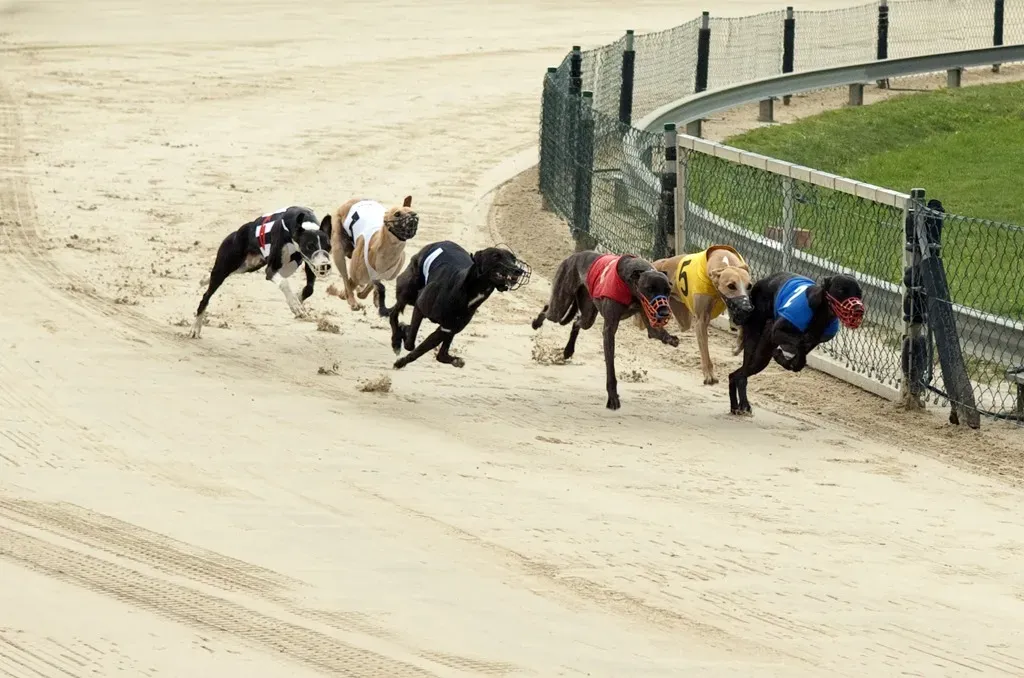 greyhound racing