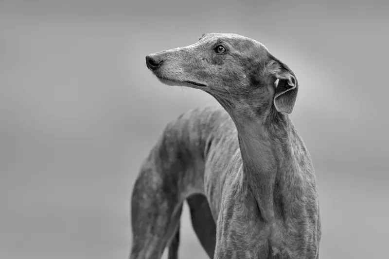 greyhound sad small