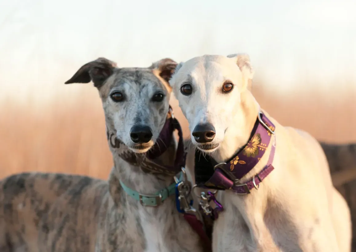 greyhounds alamyEAWDH7 311303 1158x820 1