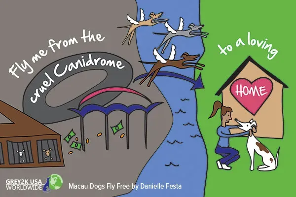 greyhounds fly free df