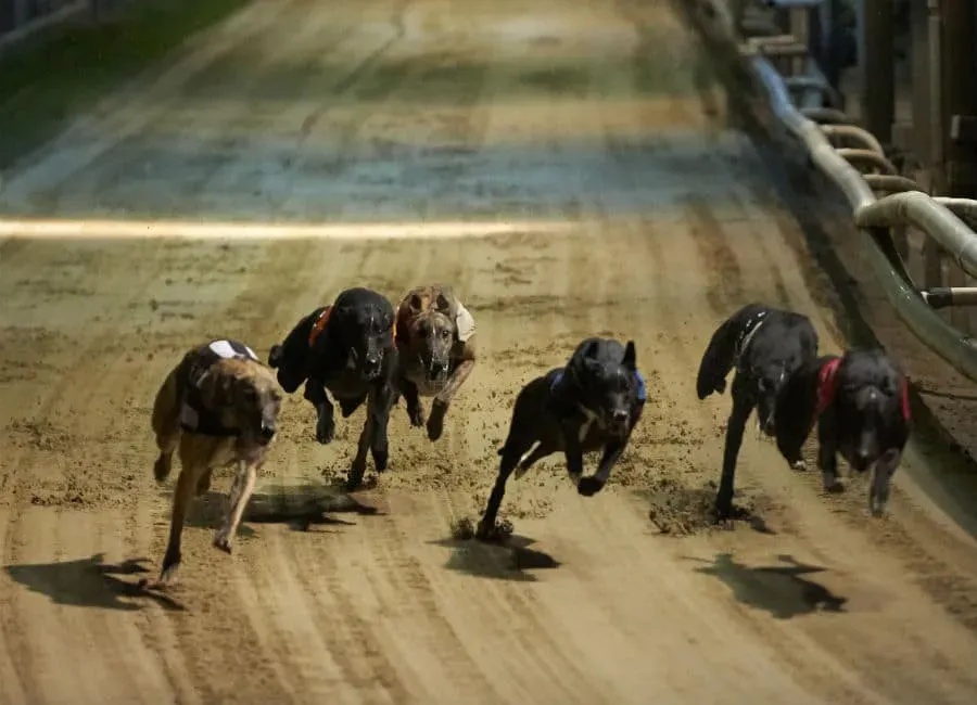 greyhounds racing