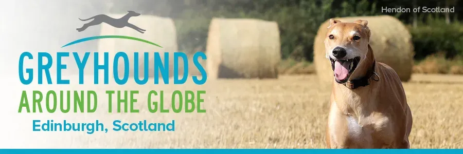 greys around globe scotland