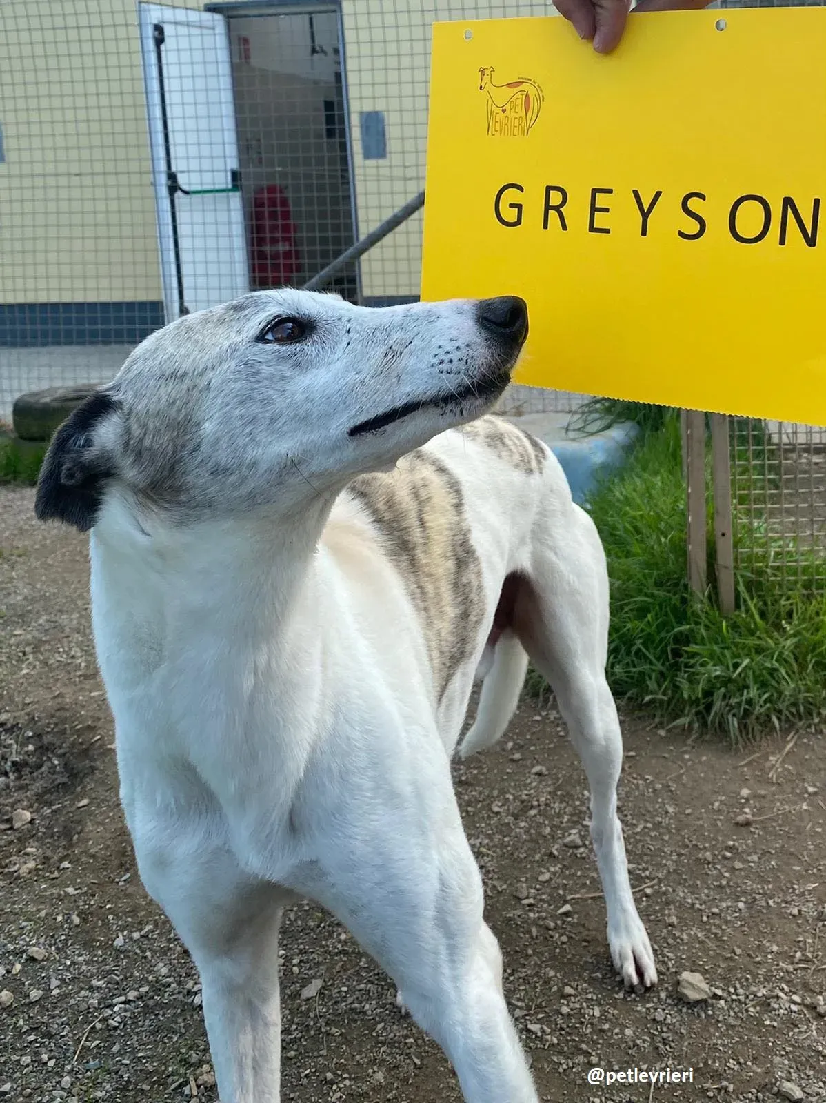 greyson adozione greyhound 1