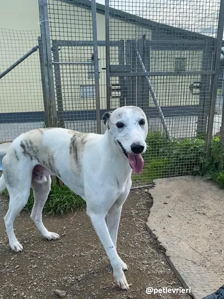 greyson adozione greyhound 2