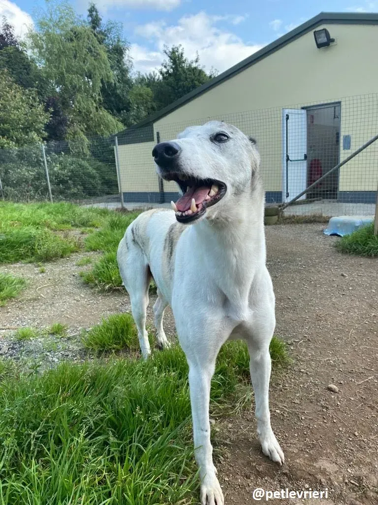 greyson adozione greyhound 3