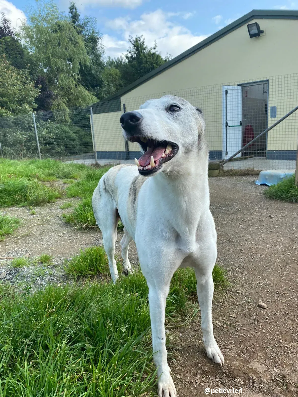 greyson adozione greyhound