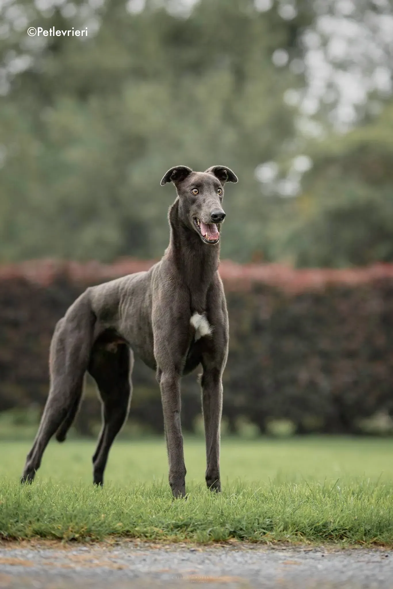 gucci adozione levrieri greyhound 1 1