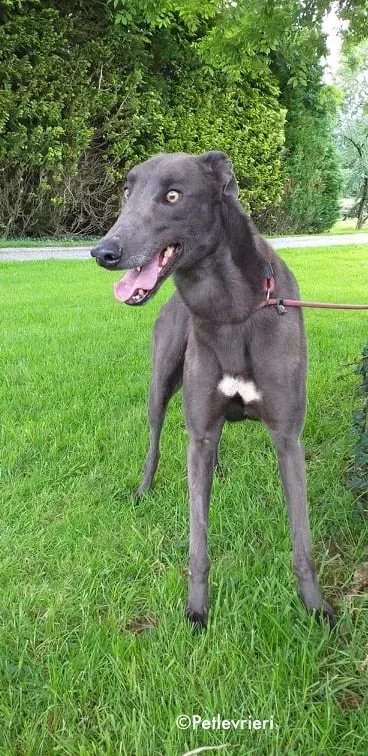 gucci adozione levrieri greyhound 1