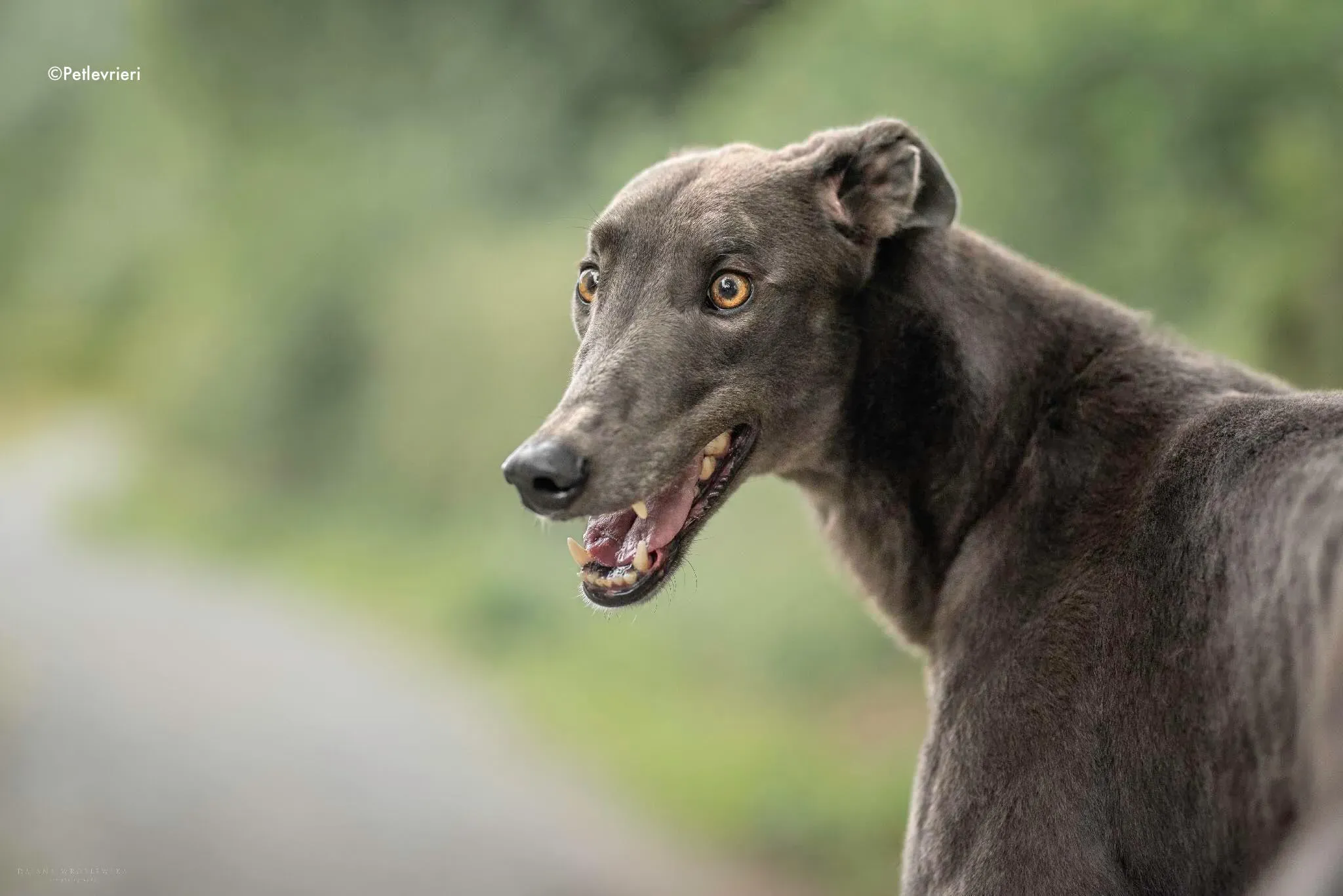 gucci adozione levrieri greyhound 2 1