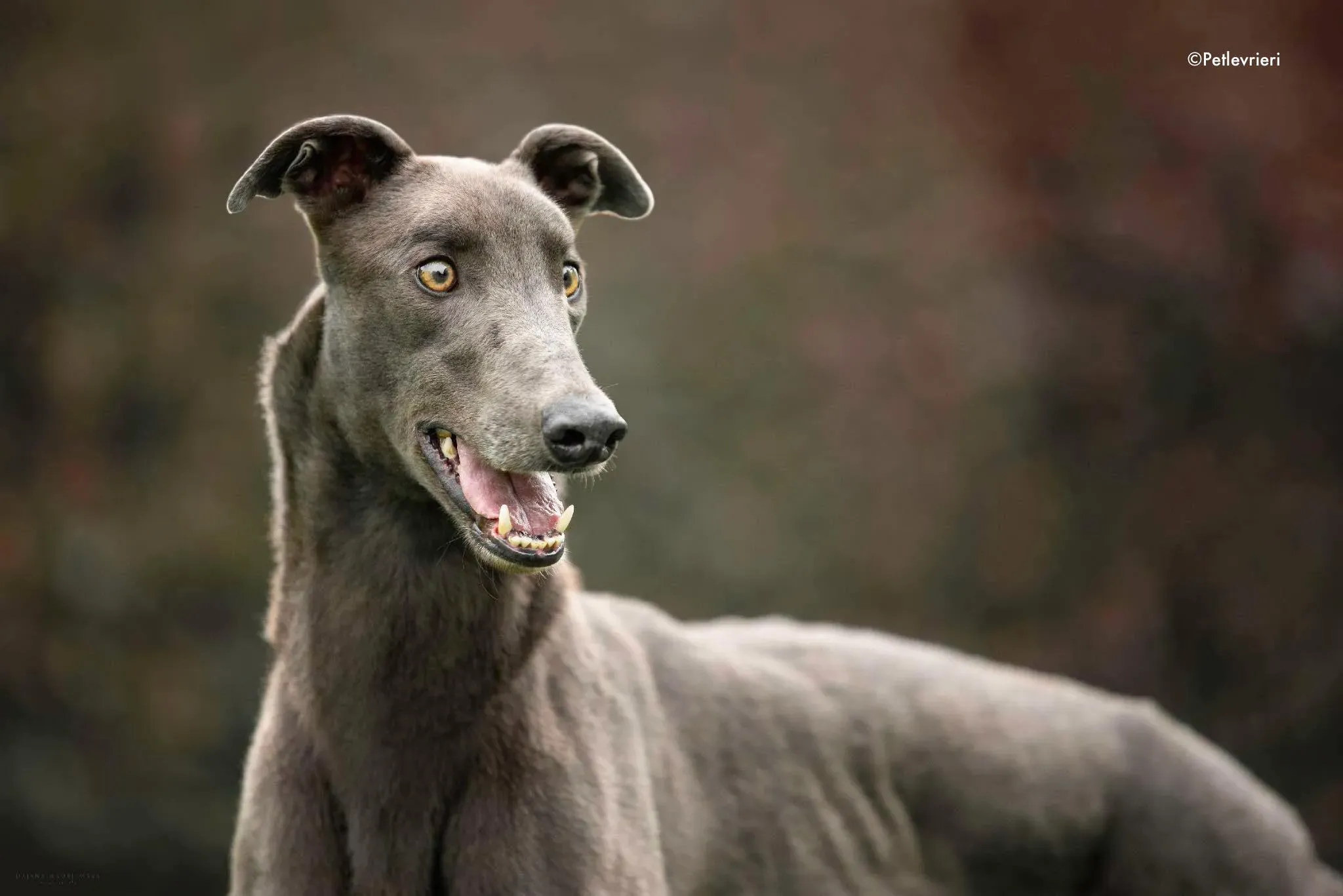 gucci adozione levrieri greyhound 3 1