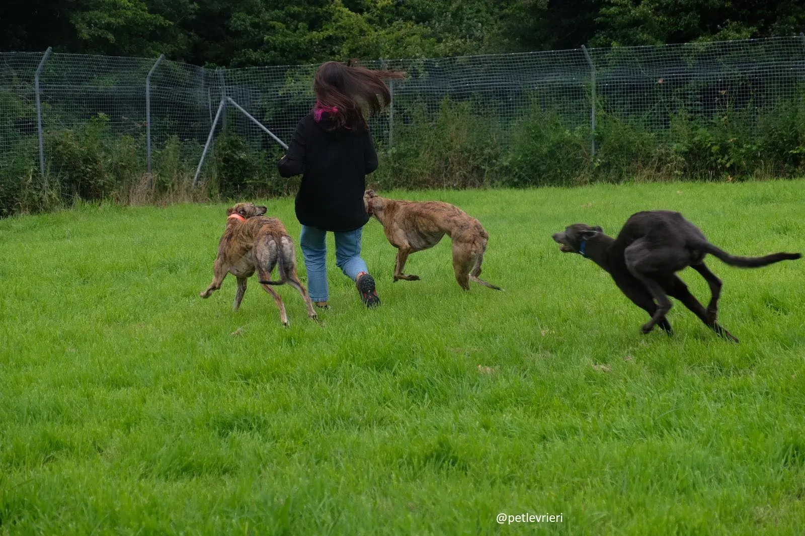 gucci bay lady adozione greyhound 1 2