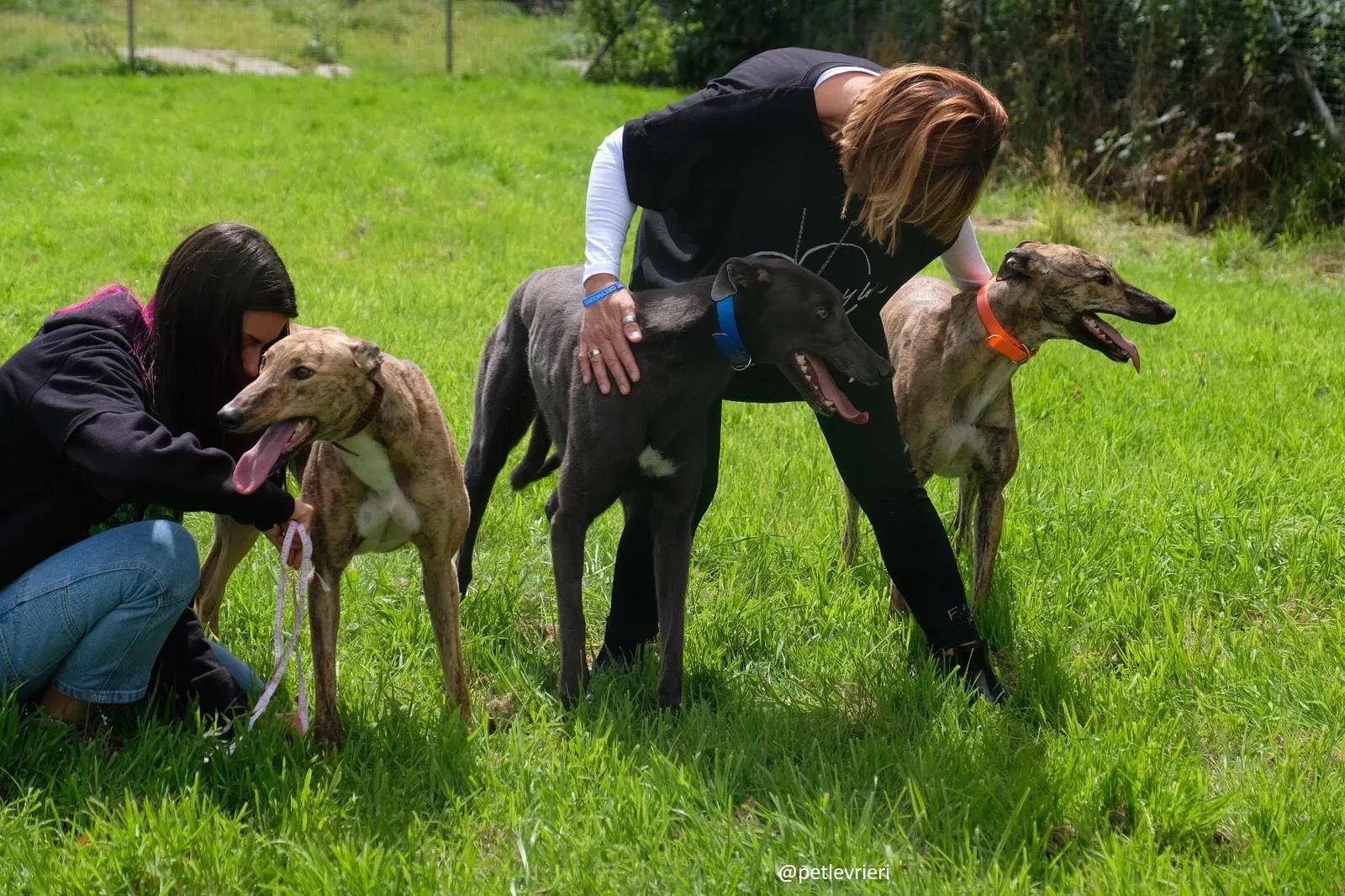 gucci bay lady adozione greyhound 2 1