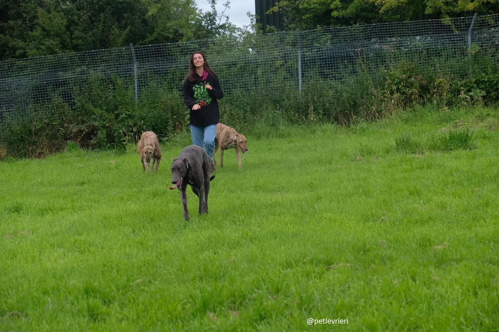 gucci bay lady adozione greyhound