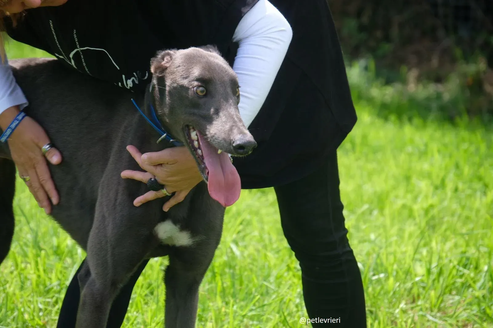 gucci greyhound adozione 1