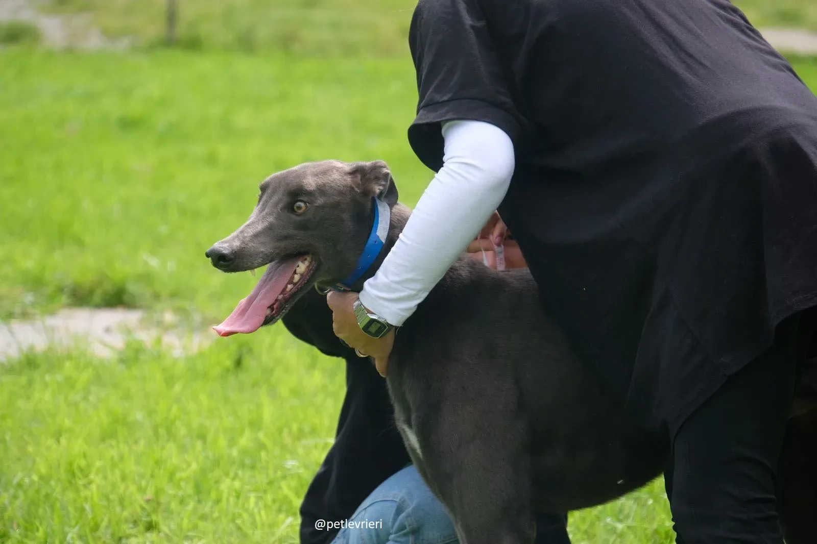 gucci greyhound adozione 2