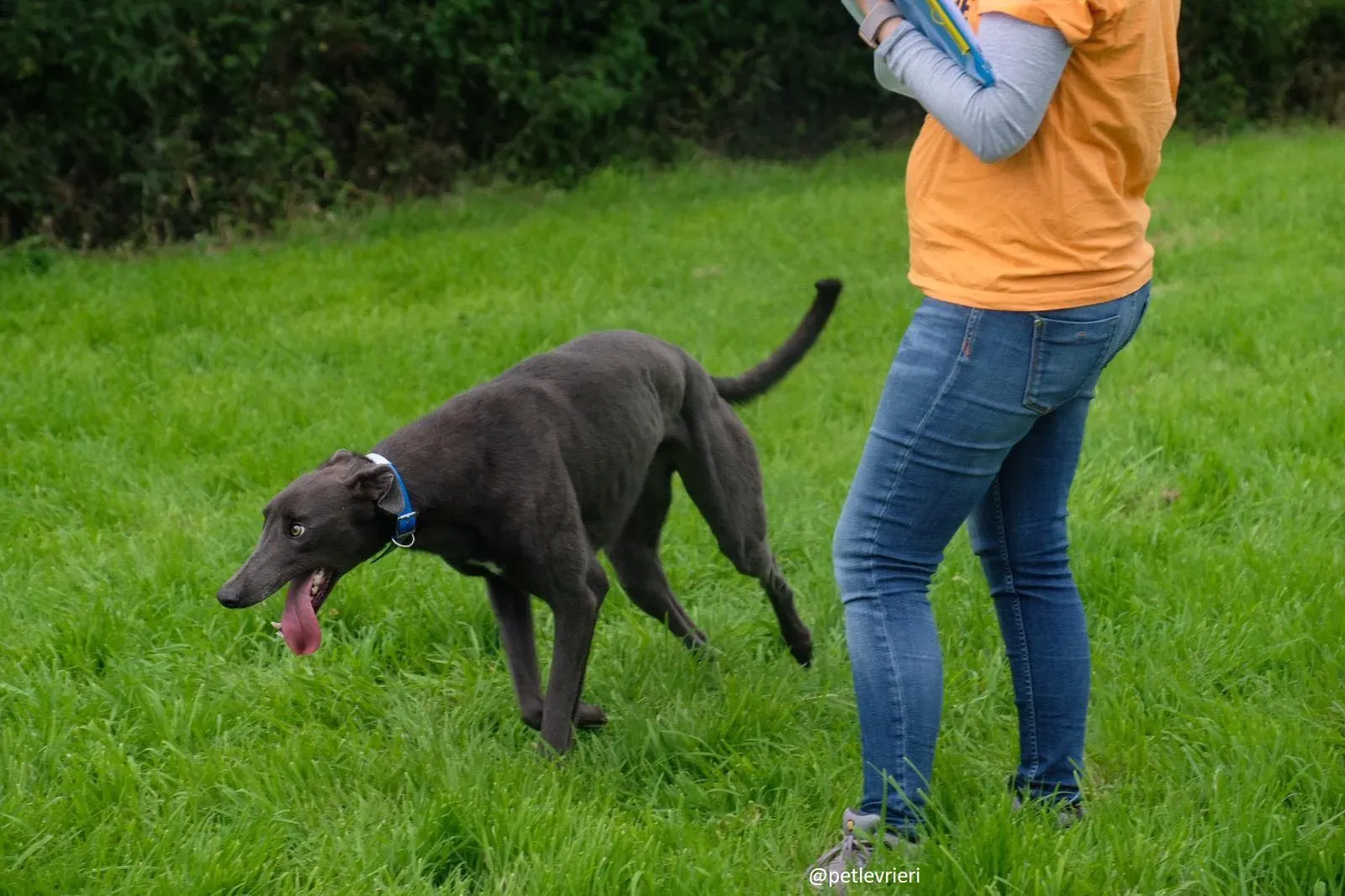 gucci greyhound adozione 3