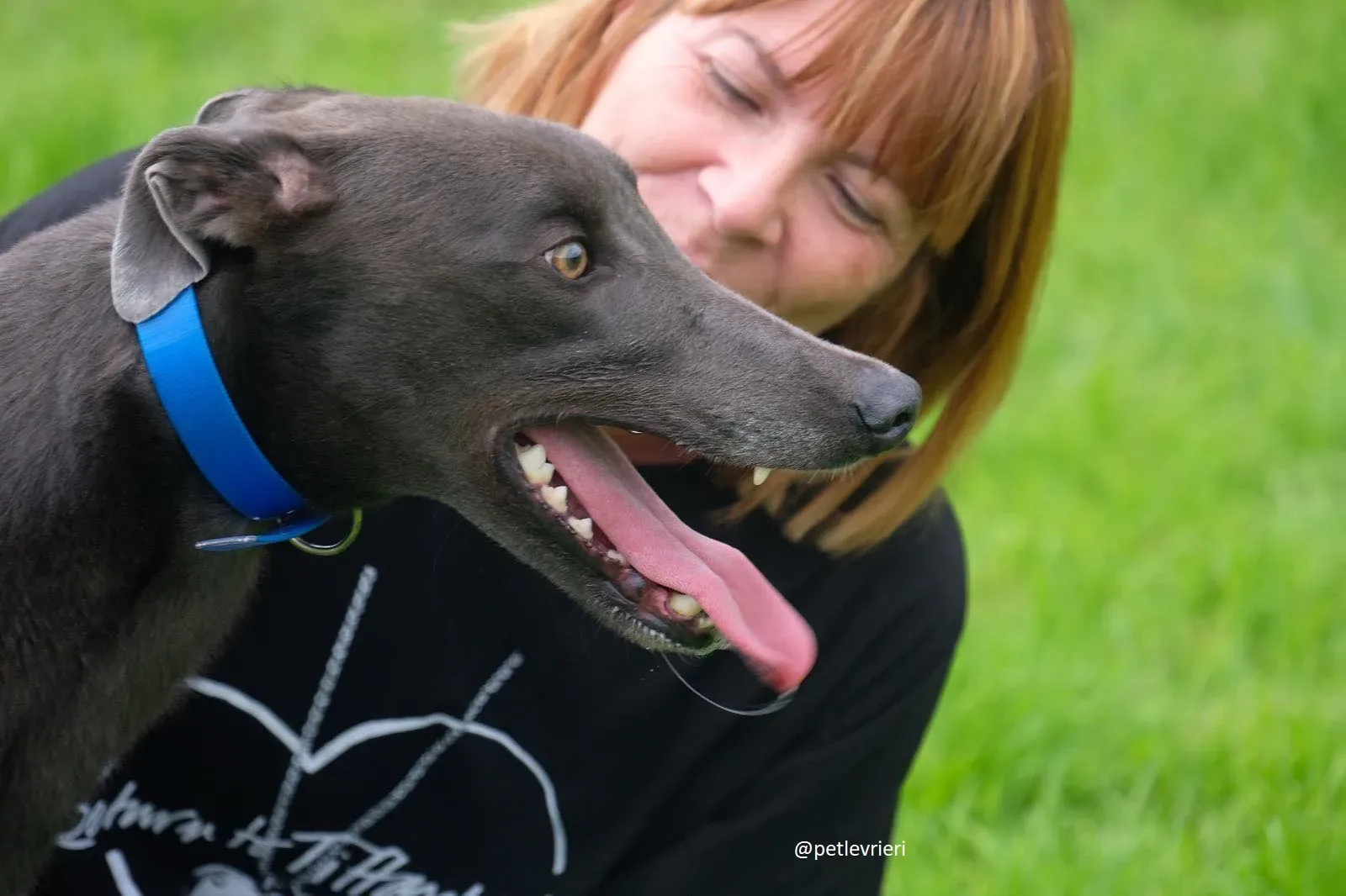 gucci greyhound adozione