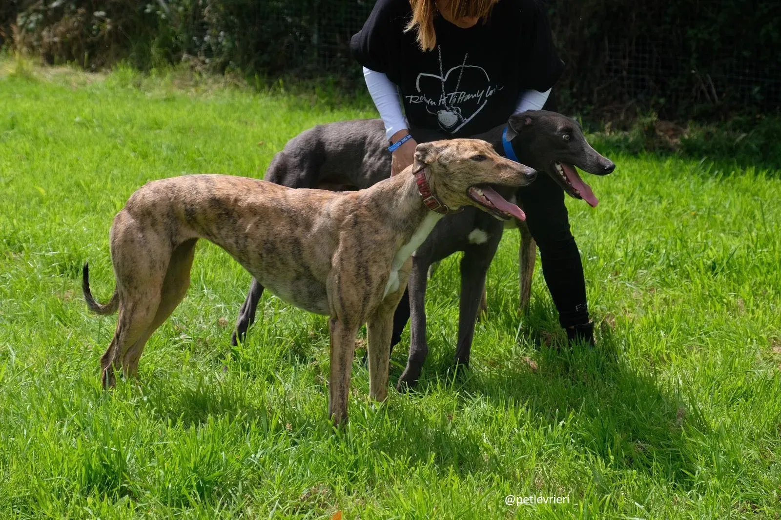 gucci lady adozione greyhound