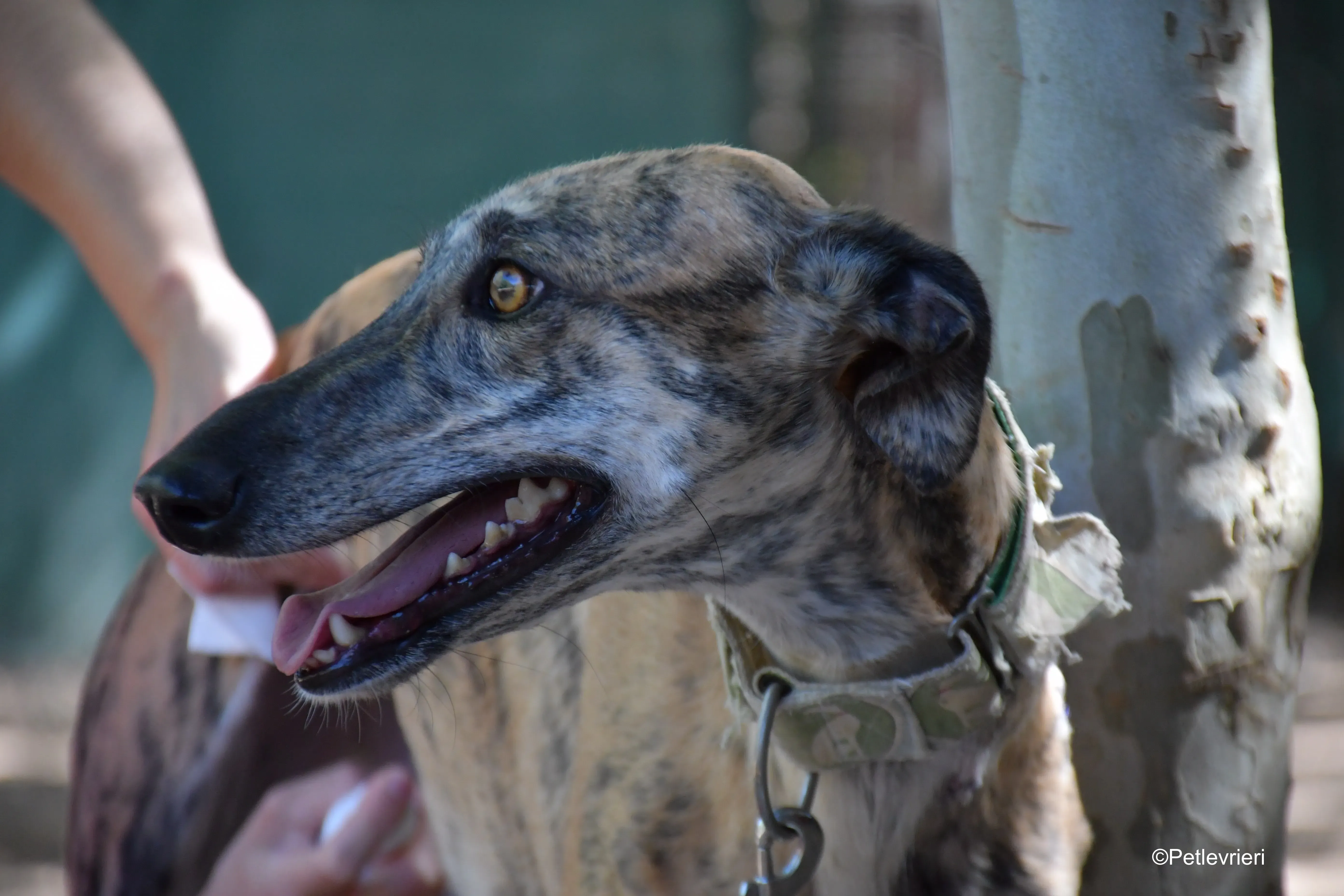 guindilla adozione levrieri galgo 1