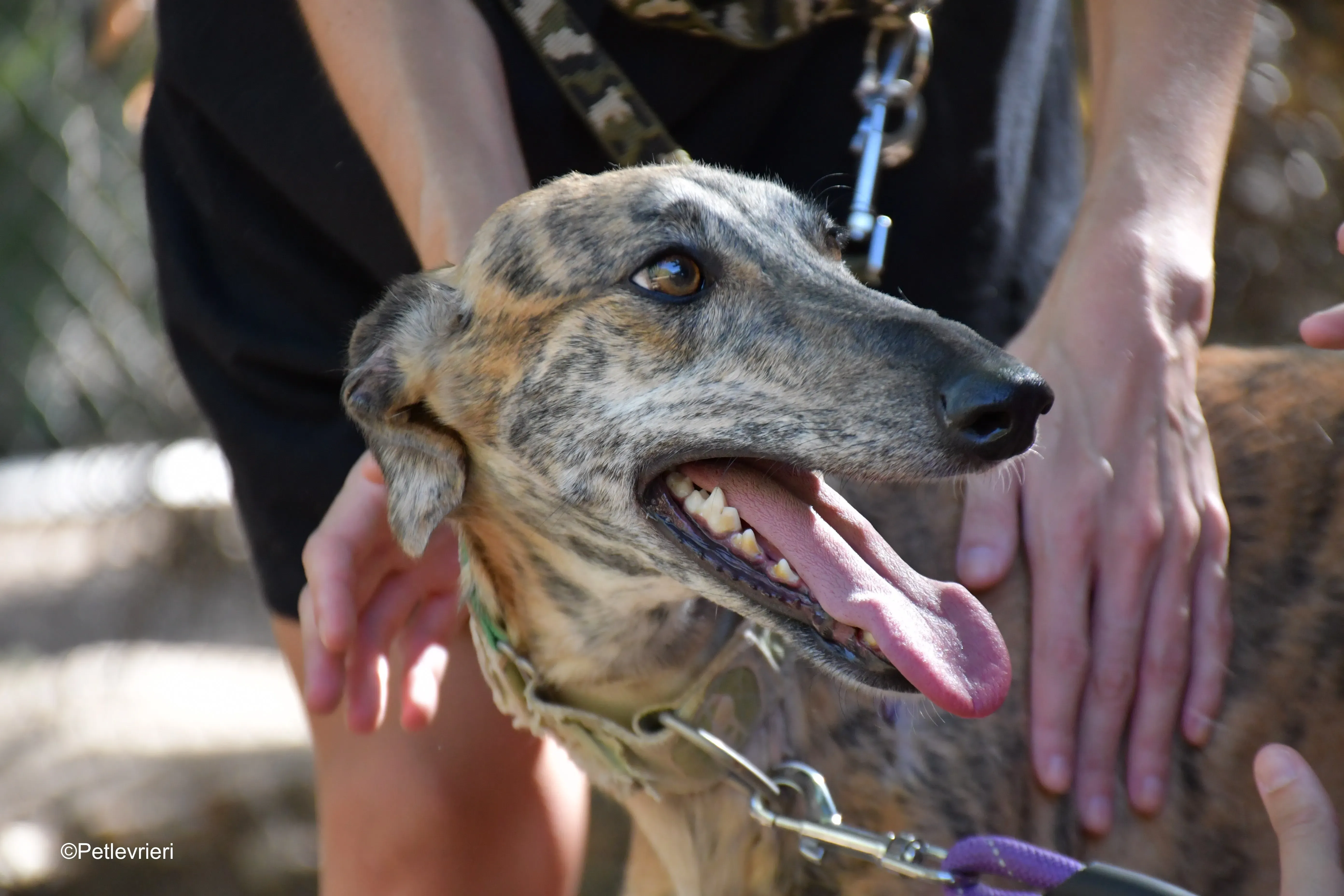 guindilla adozione levrieri galgo 2