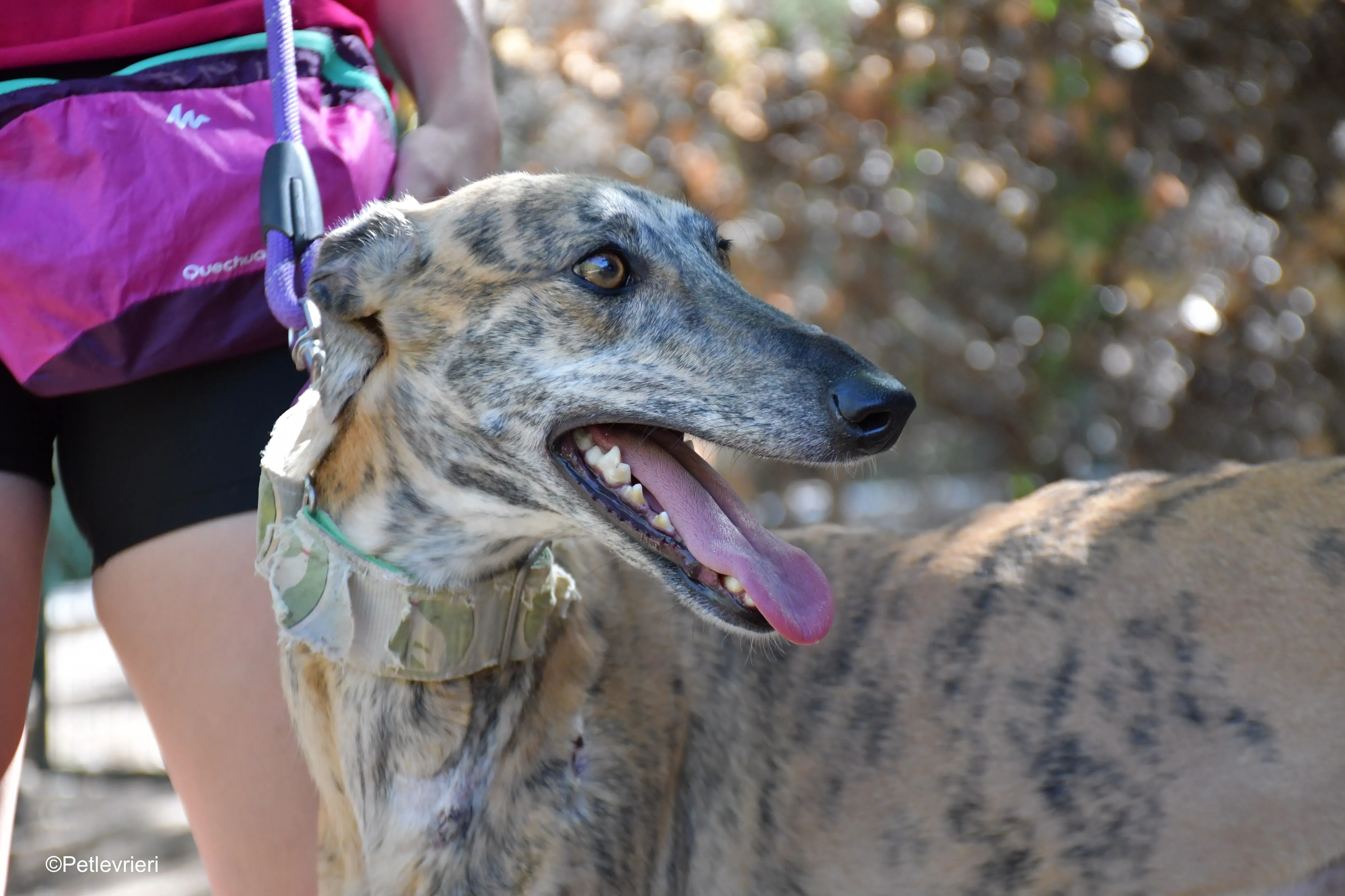 guindilla adozione levrieri galgo 3