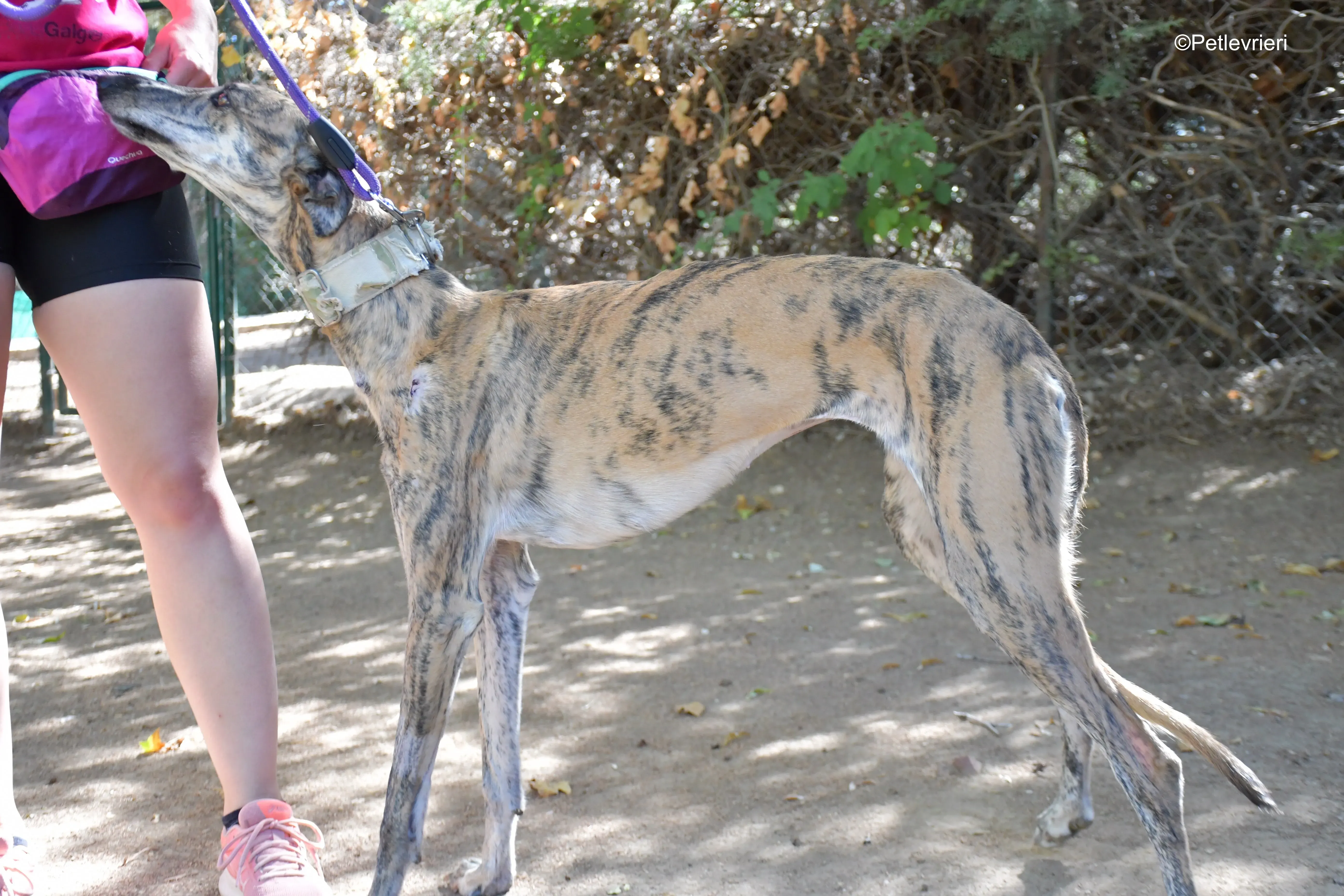 guindilla adozione levrieri galgo 4