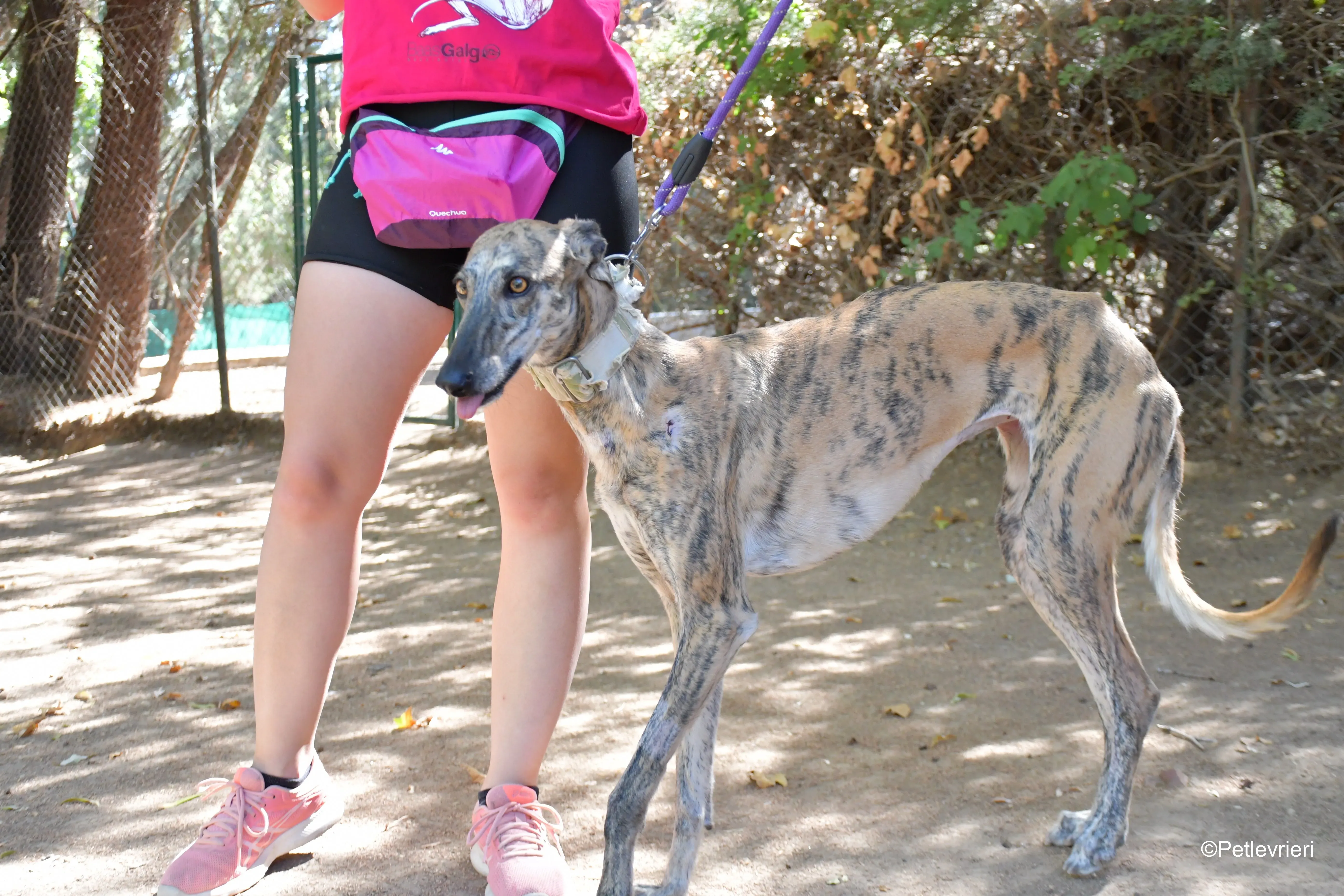 guindilla adozione levrieri galgo 5
