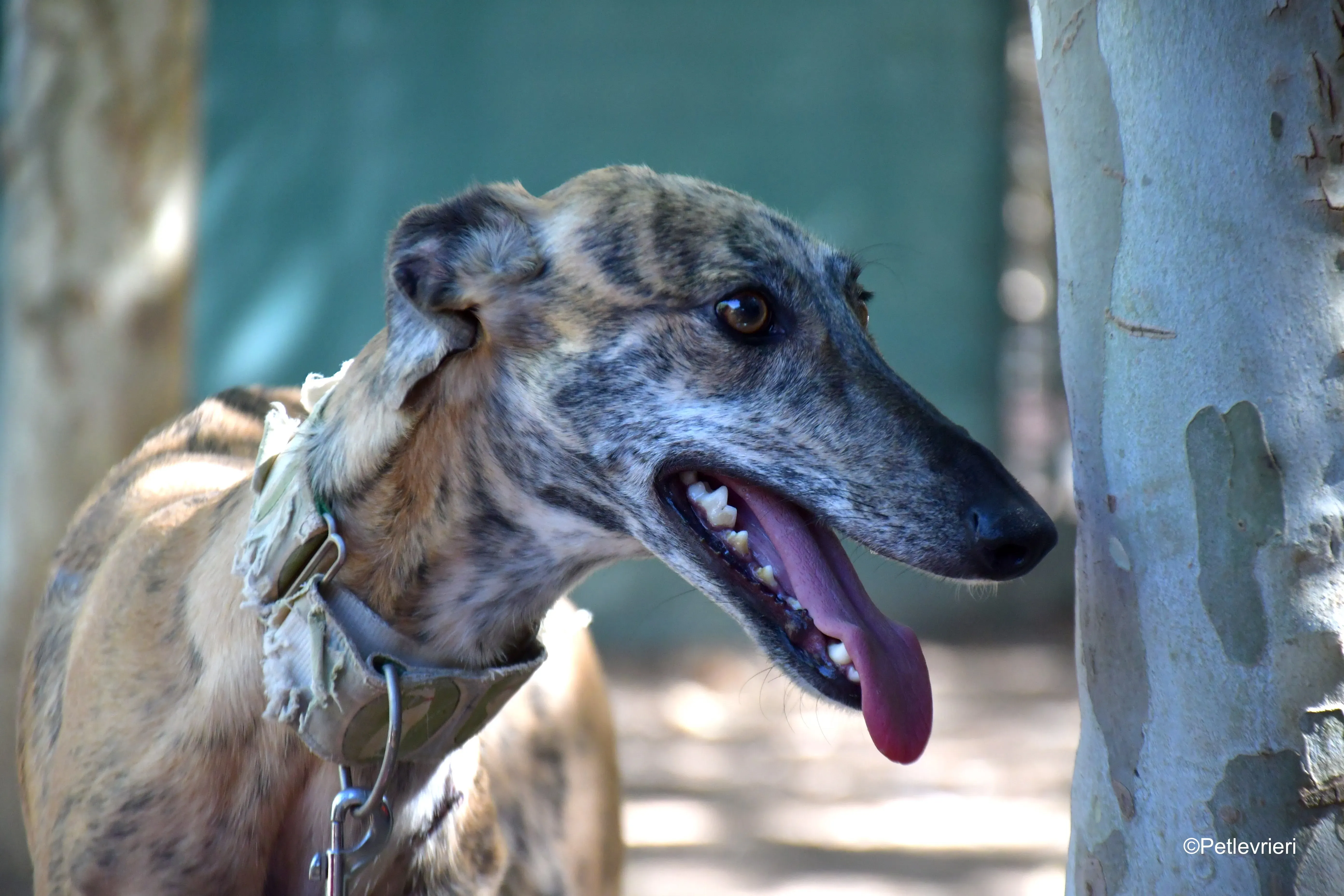 guindilla adozione levrieri galgo 6