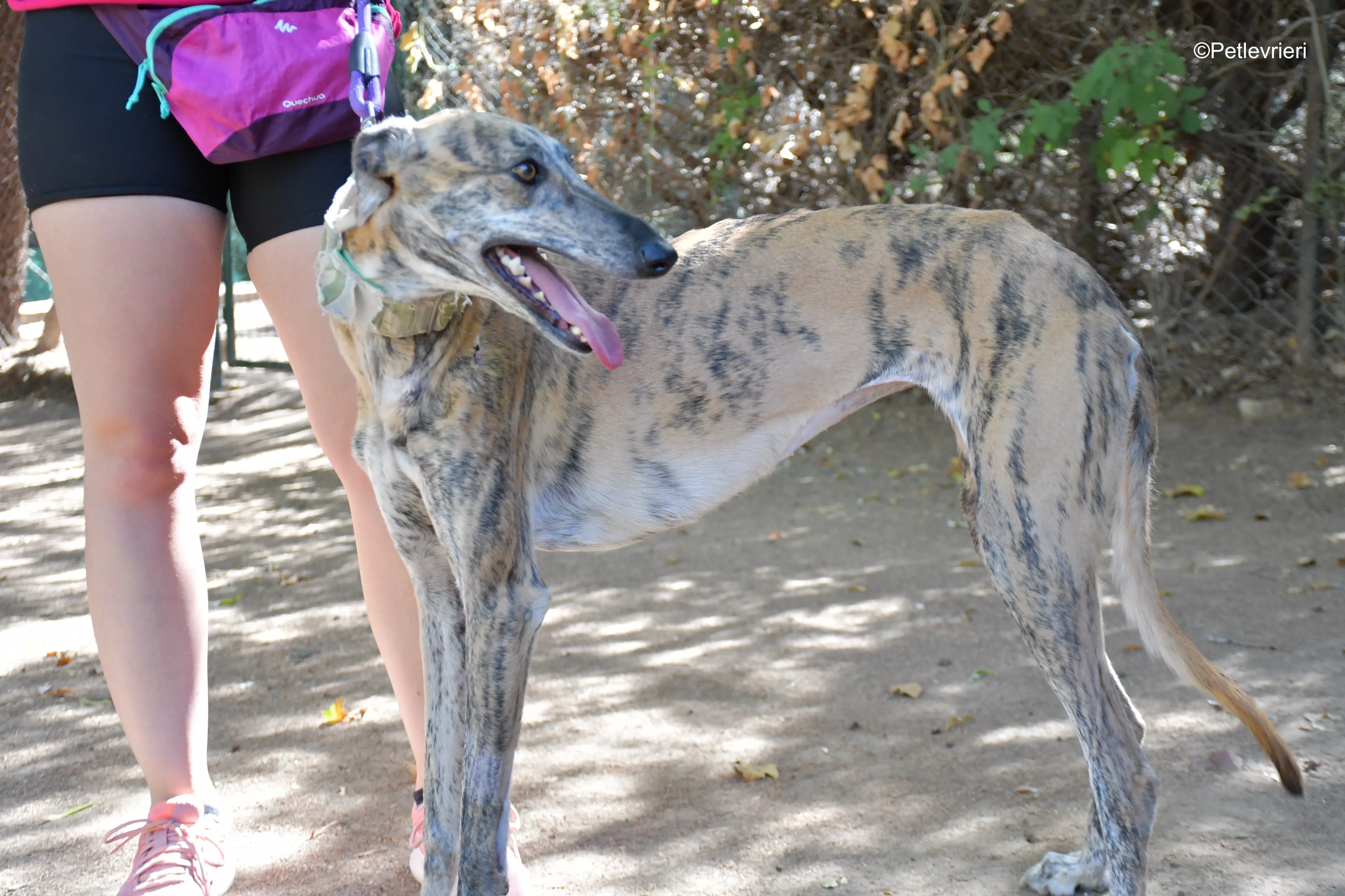 guindilla adozione levrieri galgo 7