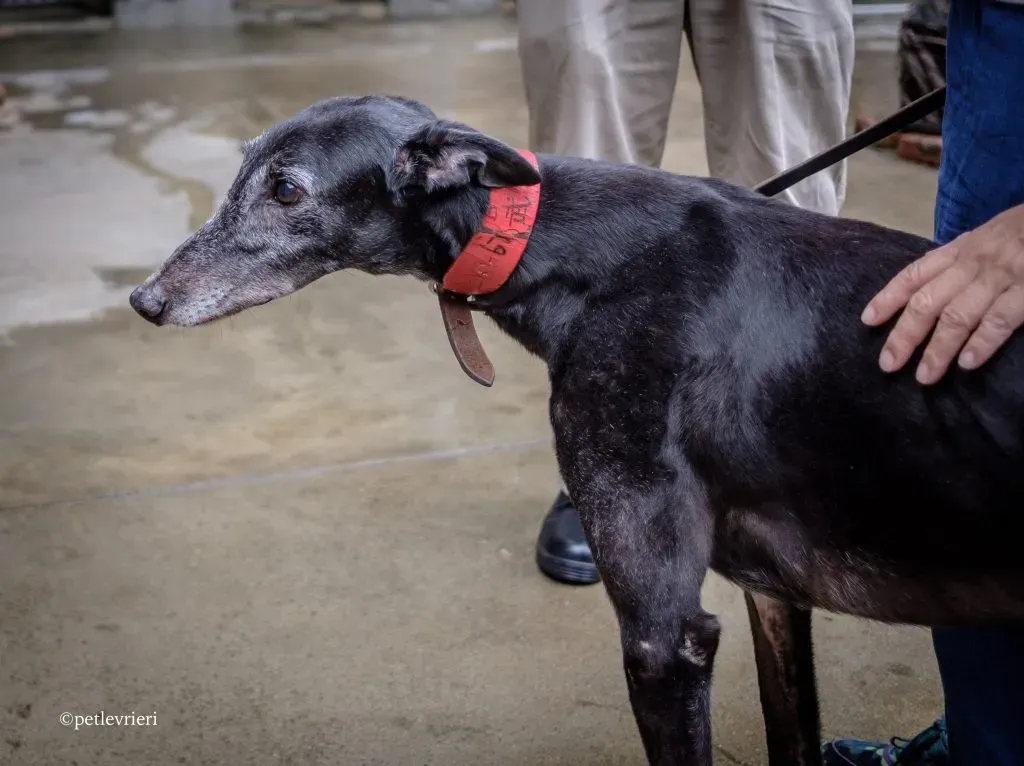 gung fu dictionary adozione greyhound macao 16 1024x766