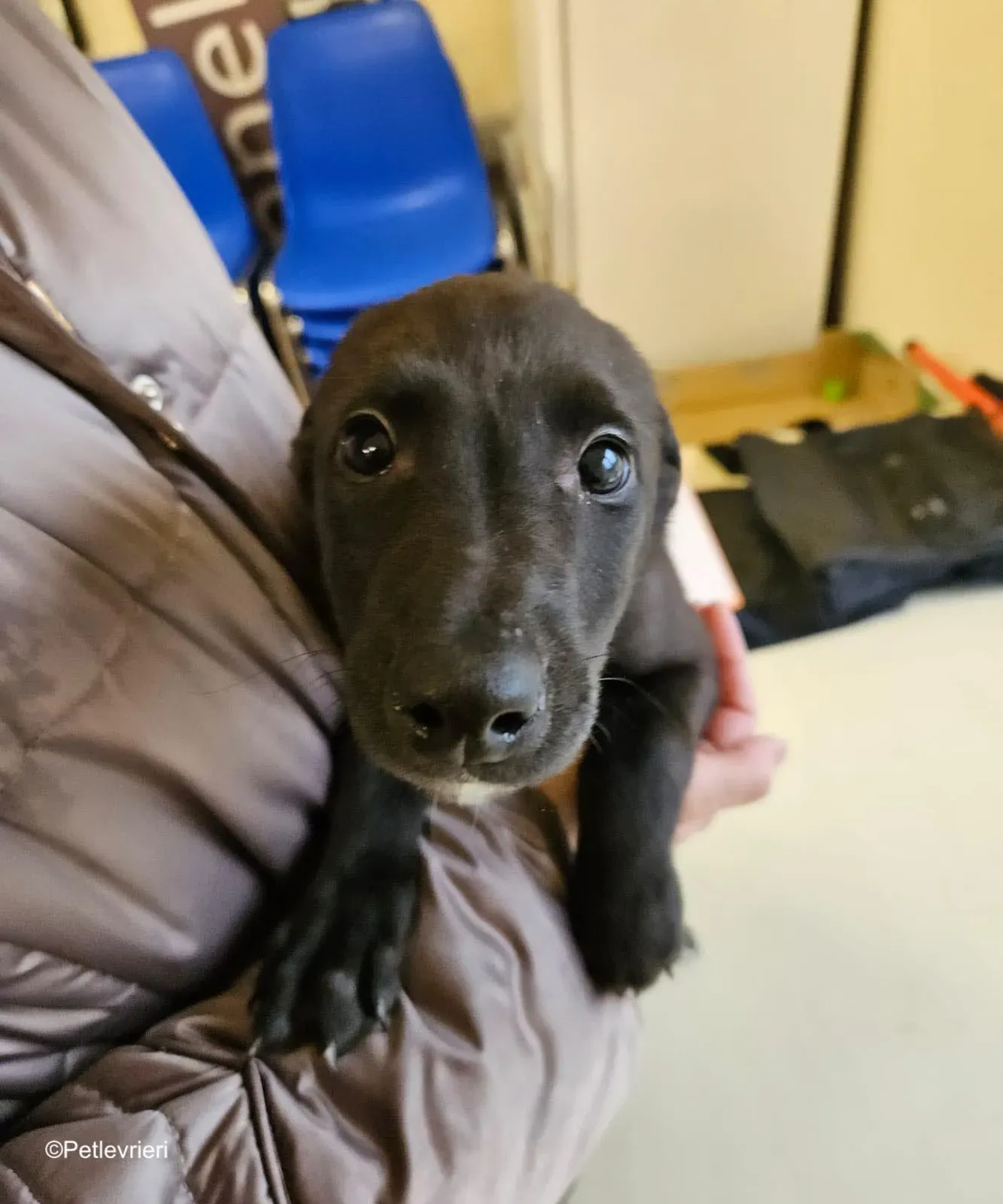 gunner adozione levrieri greyhound 1