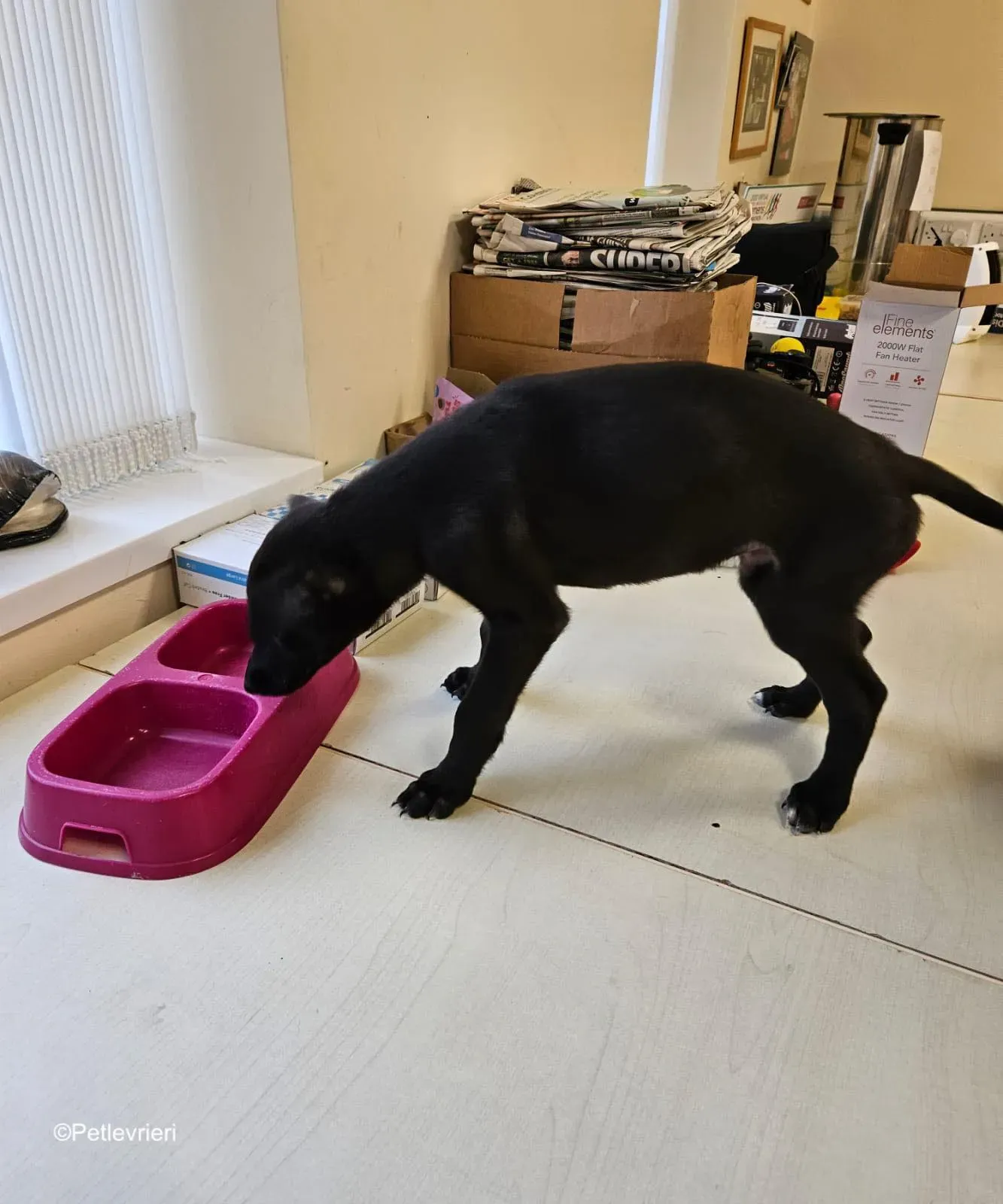 gunner adozione levrieri greyhound 2