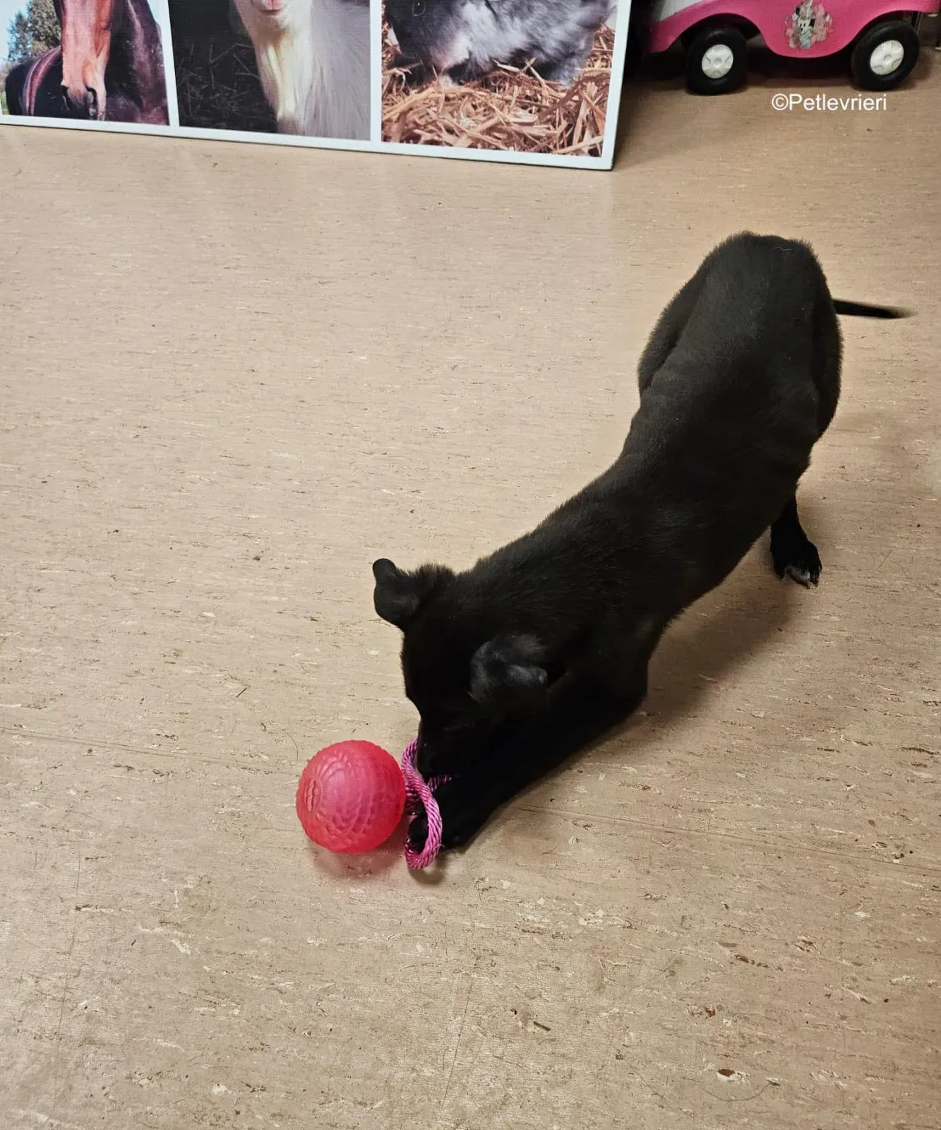 gunner adozione levrieri greyhound 3