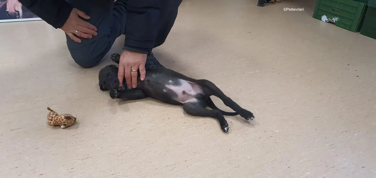 gunner adozione levrieri greyhound 4