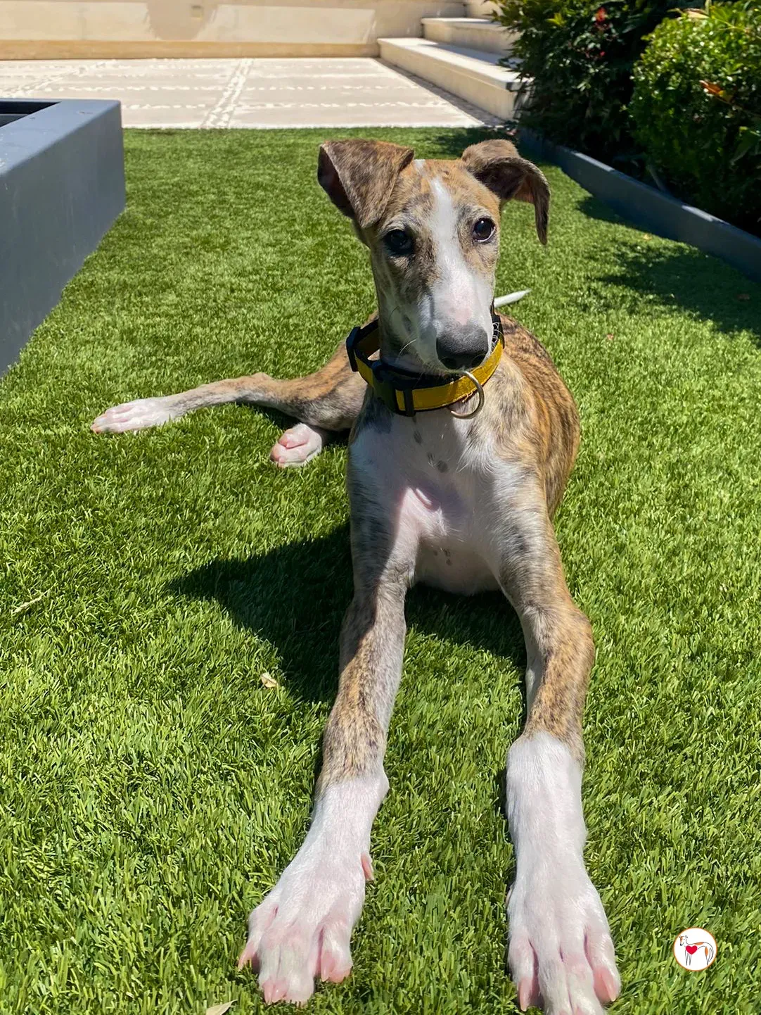 habana galgo cucciolo adozione 01