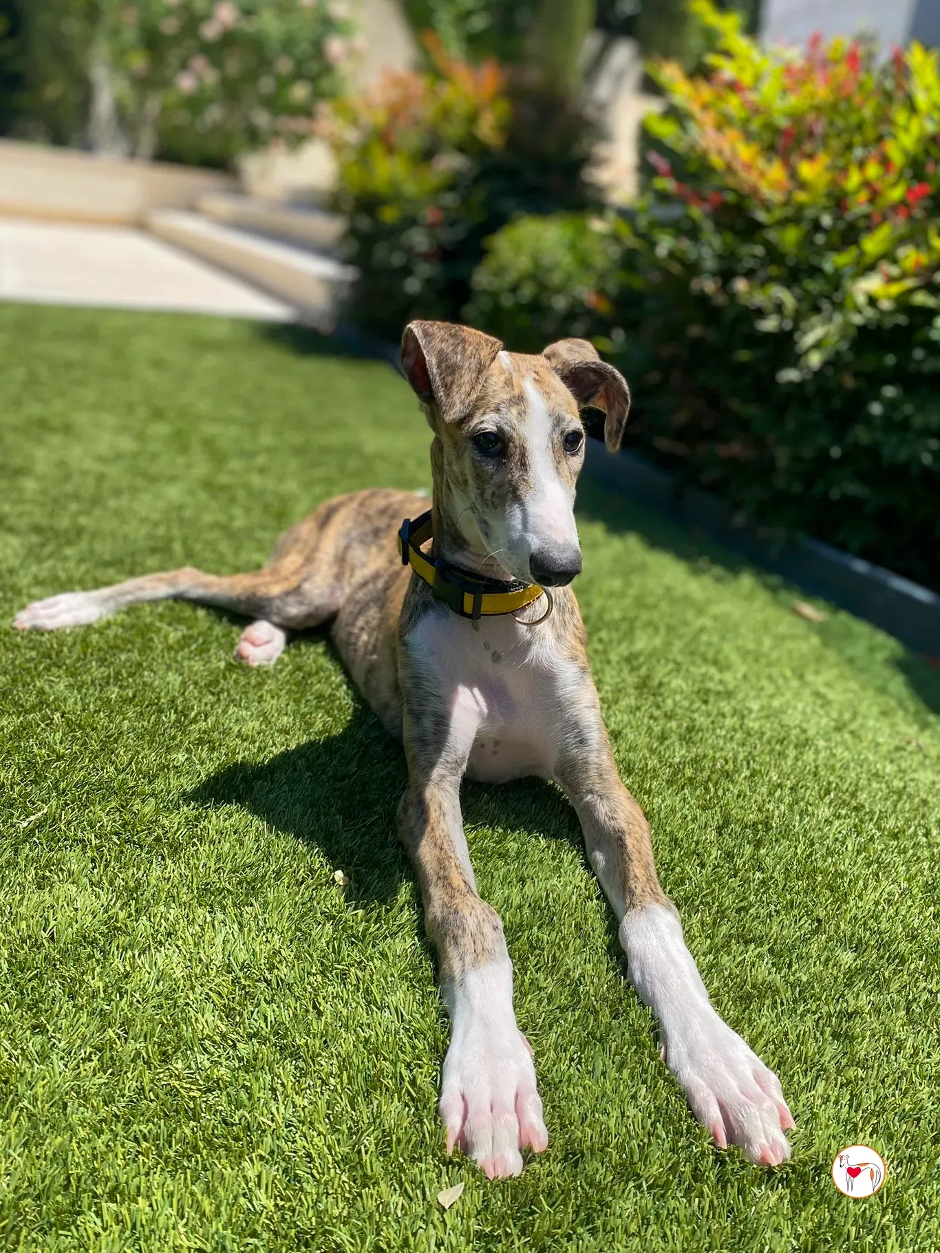 habana galgo cucciolo adozione 02