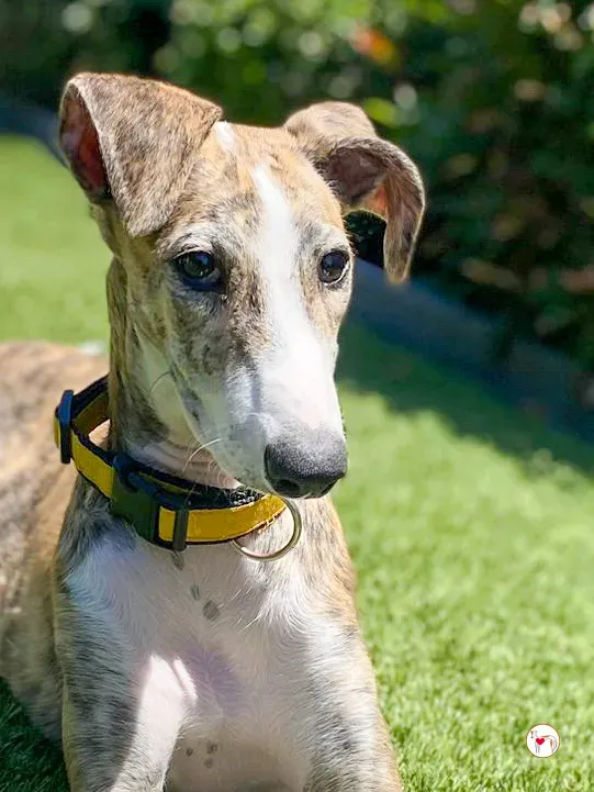 habana galgo cucciolo adozione 03